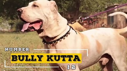 20 Dogs That Are Nightmares To Wild Animals