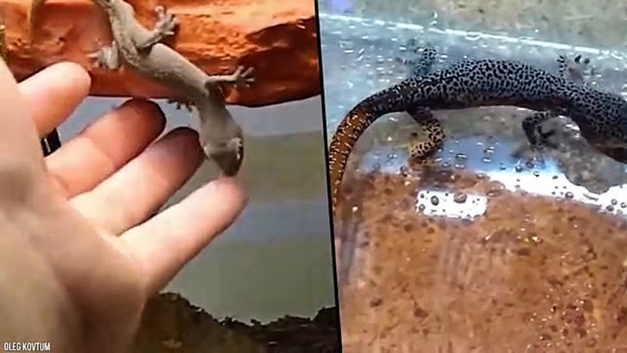 20 Animals With Incredible Superpowers