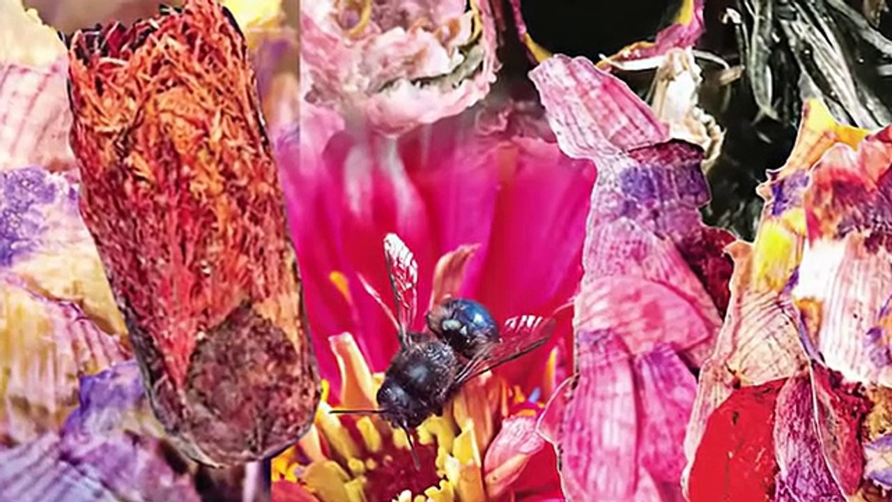 12 INSANE Nests Built By Insects