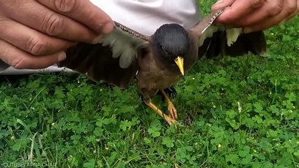 10 Times Mother Animals Saved Their Young Ones