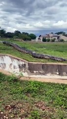 Video: Influencer va en busca de una anaconda y encuentra seis más