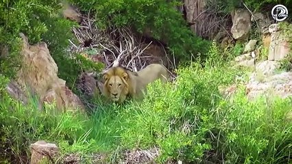 Big Cat Has A Stomach Injury and What Happens Next