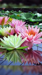 Peace can be found in every piece of nature.