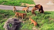 Classic fight Lion , gorilla attack   Amazing Animals Attacks - Wild Animal Fights Caught On Camera