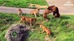 Classic fight Lion , gorilla attack   Amazing Animals Attacks - Wild Animal Fights Caught On Camera