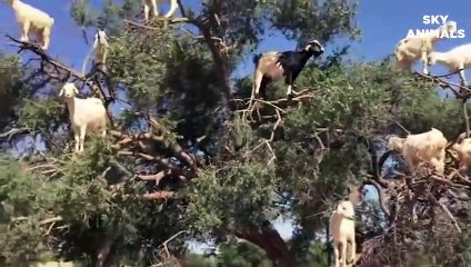 Eagle vs Lion Real Fight   Eagle Attack Lions Mother Lion Save His Baby and Hunting Eagle To Revenge