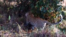 Mother Leopard Attack Giant Python To Protect Cub - Leopard vs Snake Python   Wild Animals Fights