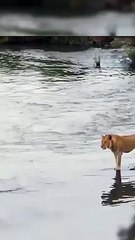 The Crocodile Cuts Off Lion's Leg Trying To Cross River! #shorts #lion