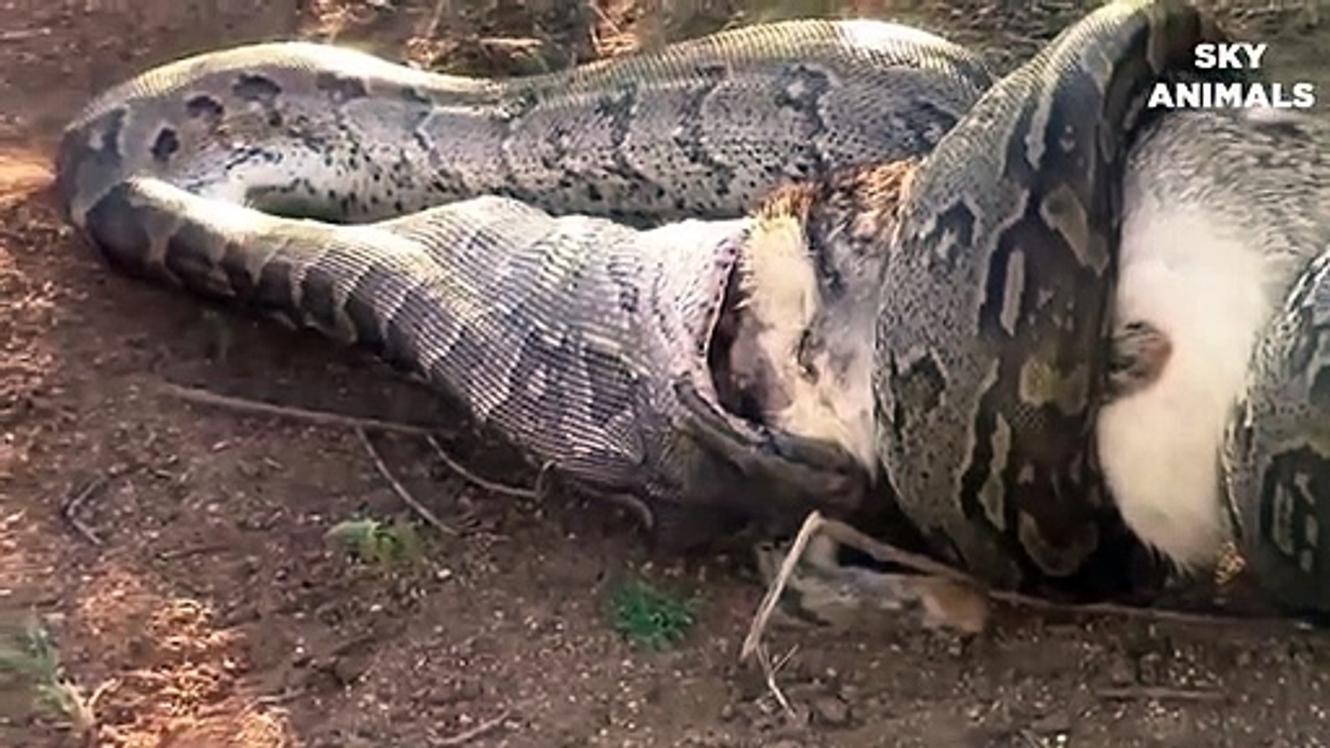 Incredible Lion Attack Python To Steals Prey In Africa 30 Most