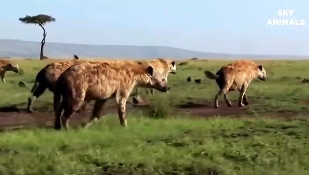 Lions baby was born in Hyenas territory! Hyenas attack Lion cubs After Mother Lion Giving Birth