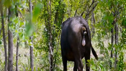 Mother Buffalo Gives Birth To Baby But Killed By Lions - Lion vs Buffalo Battle is not never
