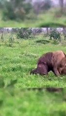 This is why lions die! #shorts