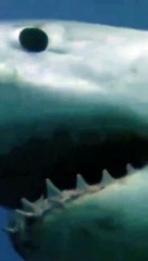 Orca kills great white shark but he doesn't eat it #shorts