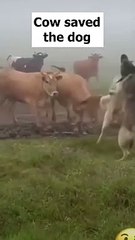 Cow Saved The Dog #shorts