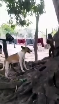 Mother Monkey Attacks 250 Dogs to Revenge Her Baby in India! Monkeys VS Dogs War! #shorts