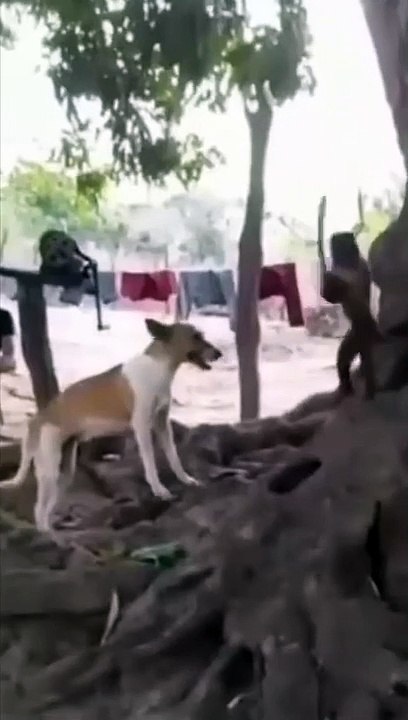 Mother Monkey Attacks 250 Dogs to Revenge Her Baby in India! Monkeys VS Dogs War! #shorts