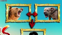 Wolf VS Bear Real Fight - Wild Animals Fights Comparison! (Far Cry 5)