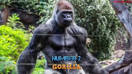 Top 10 Strongest Animals That The Lion Never Want to Meet - Blondi Foks