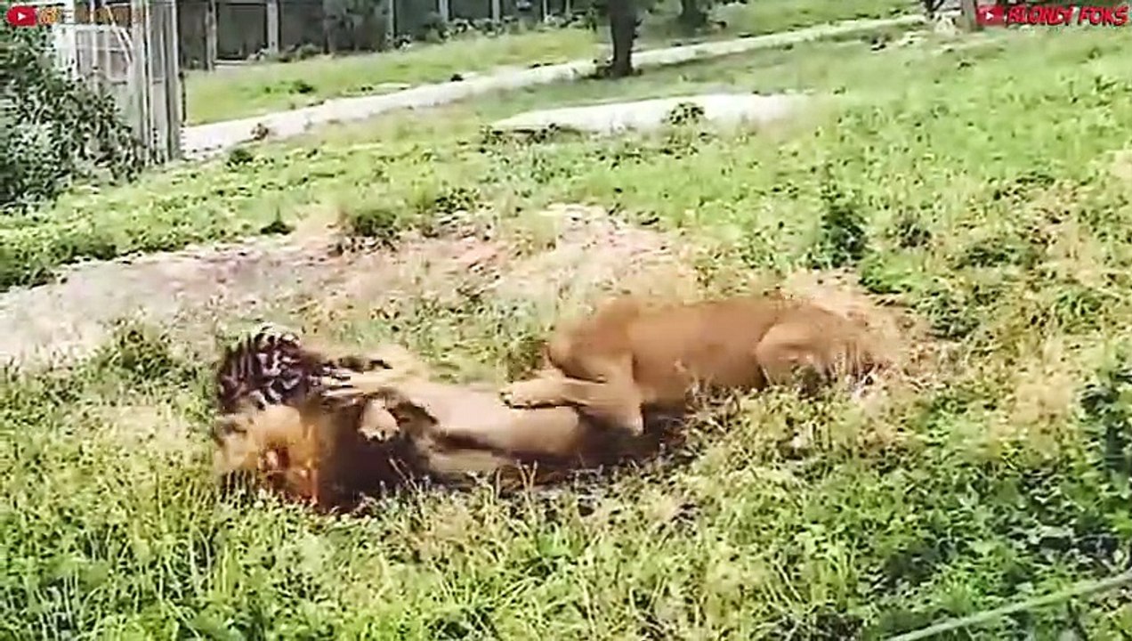 Top 10 Strongest Predators In The Wild - Prey VS Predator - Blondi Foks