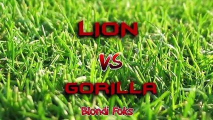 Lion VS Gorilla - Gorilla VS Lion Fight Real Video - Blondi Foks