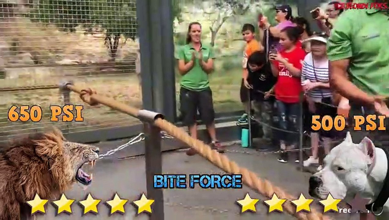 Dogo Argentino VS Lion - Lion VS Trained Dogo Argentino Real Fight - Blondi Foks