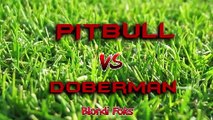 Pitbull VS Doberman - Doberman VS Pitbull Real - Blondi Foks