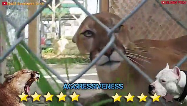 Dogo Argentino VS Mountain Lion Puma Cougar - Trained Dogo Dog VS Puma Cougar Comparison
