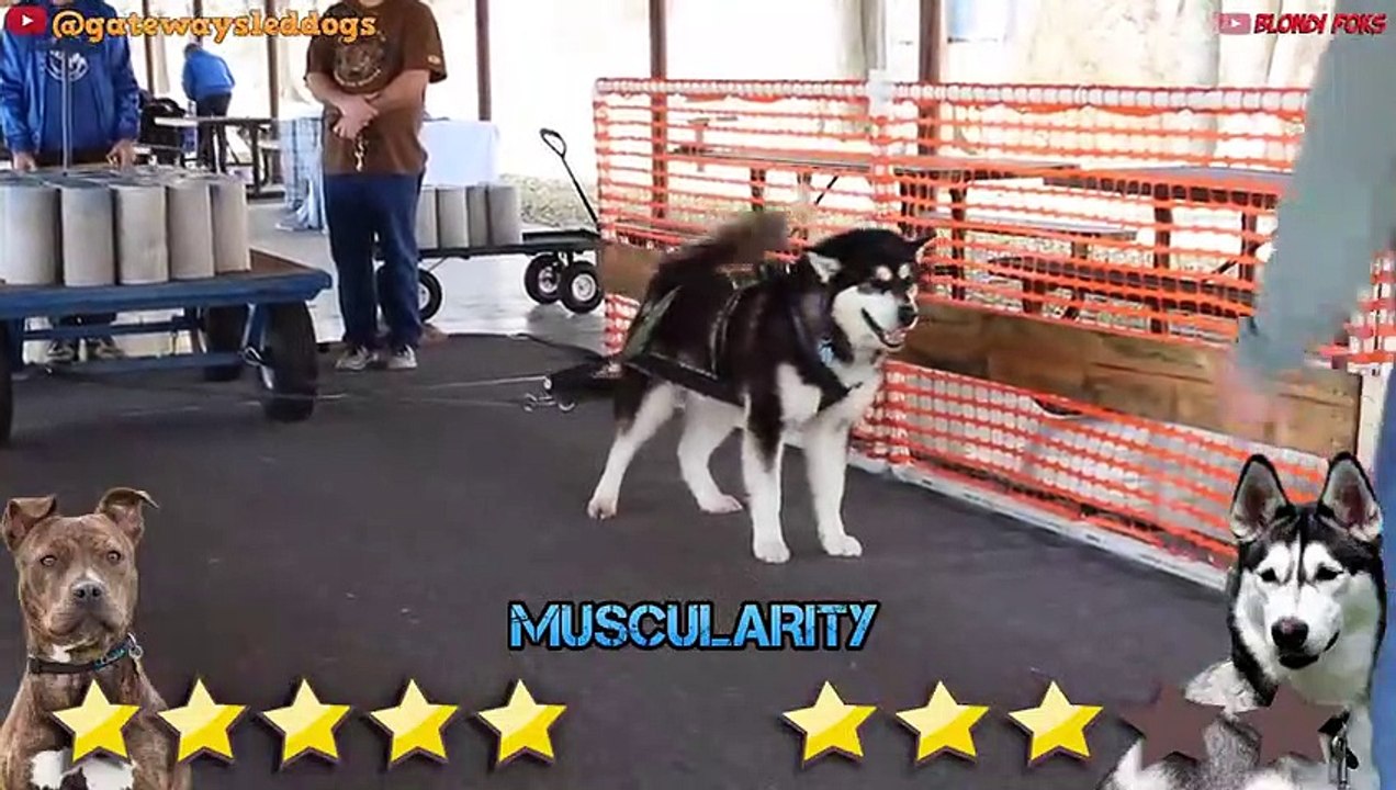 Pitbull VS Husky - Husky VS Pitbull Real - Blondi Foks