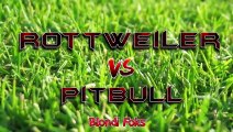 Pitbull VS Rottweiler - Rottweiler VS Pitbull Real - Blondi Foks