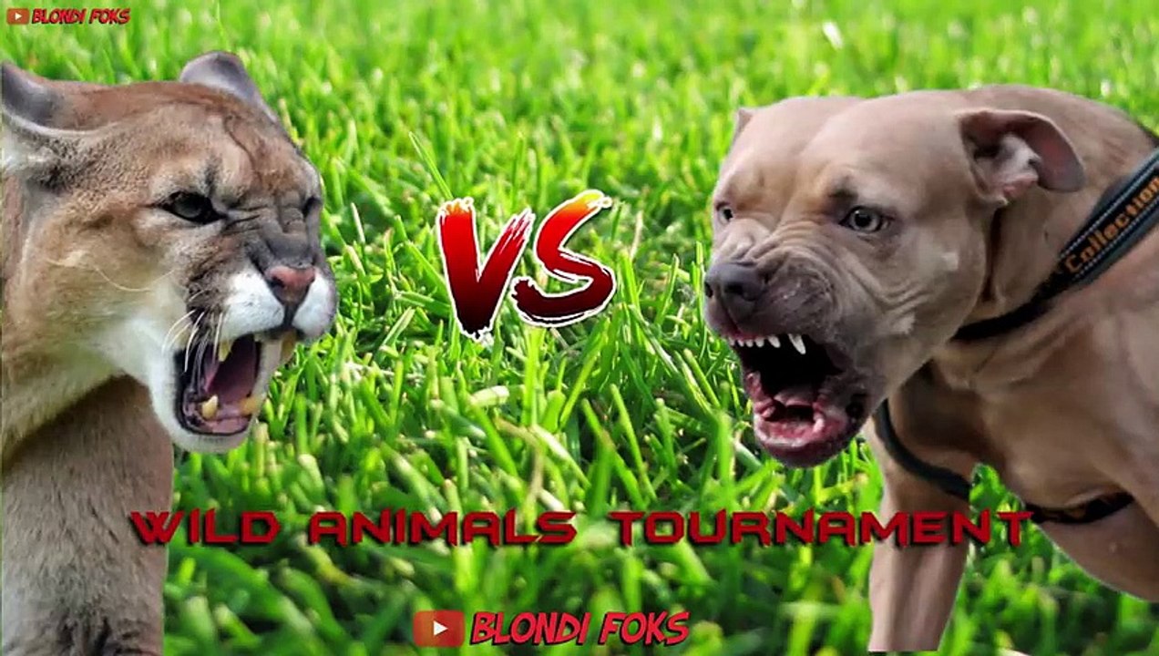 Pitbull VS Cougar Puma Fight Tournament