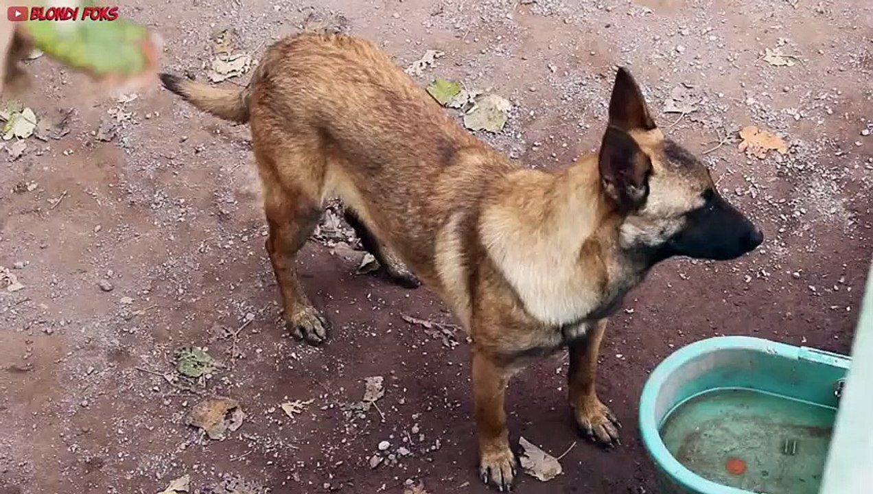 Belgian Malinois Bath Time & Grooming ASMR video Dailymotion