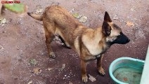 Belgian Malinois Bath Time & Grooming ASMR
