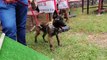 Belgian Malinois Puppies Attack Training - How to Train Belgian Malinois puppies (AGGRESSIVE!!!)