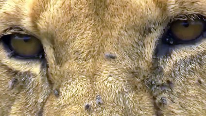 OMG ! The Crazy Lion Attack Made The Wild Boar Scared To Jump Into The Abyss And Tragic Ending