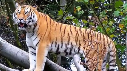 Unbelievable ! This Tiger Approached The Crocodile River And Tragic End For Tiger