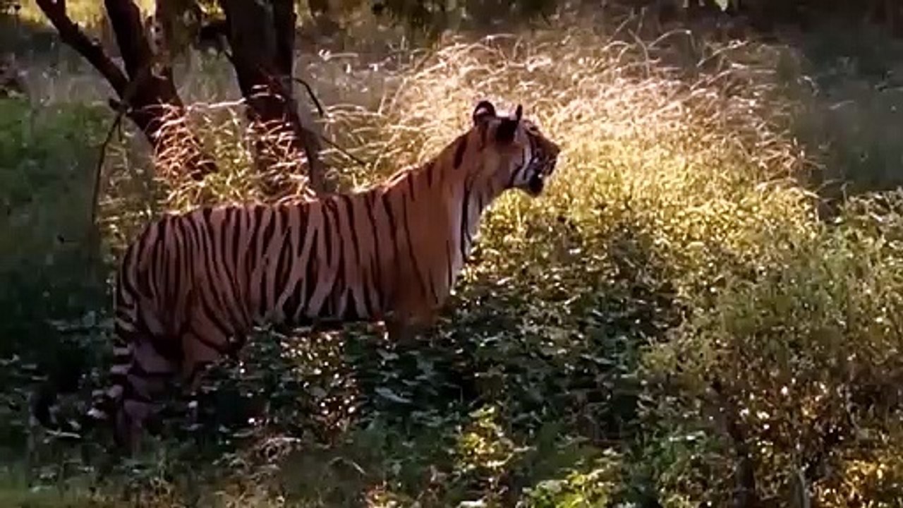 Amazing ! Fierce Buffalo Attacks Tigers To Win Teammates And Tragic End For Tigers