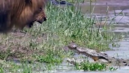 The Lion's Tragic End When Invading the Territories of Bad Fish