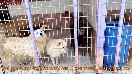 I Visited Dog Rescue Shelter - Excellent Pitbull & Puppy