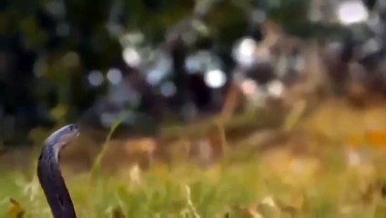 OMG ! Angry Snake Attacks Lion - Bear Seizes The Opportunity To Attack Both And The Tragic End