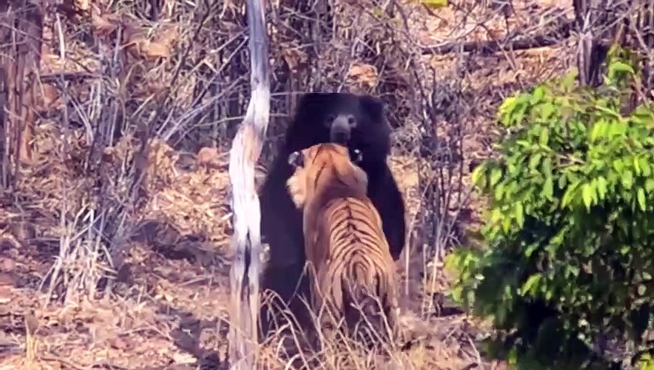 Dramatic Battle! Crazy Bear Attacks Tiger - Tiger Fights Back Fiercely And Scary Ending