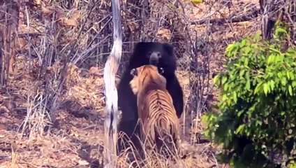 Dramatic Battle! Crazy Bear Attacks Tiger - Tiger Fights Back Fiercely And Scary Ending