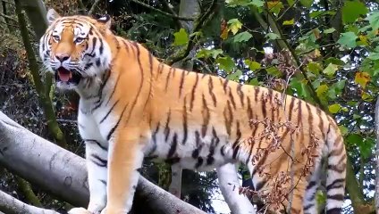 Angry Crocodile Attacks Tiger - Crazy Buffalo Rush To Take Back Territory And Tragic End For Both