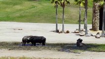 OMG ! Angry Rhinos Attack Buffalo Because Buffalo Dare To Fight For Territory And Tragic For Buffalo