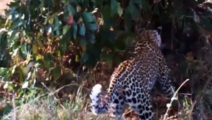 Amazing.. This Leopard Attack The Giant Snake - But The Hyena Did The Unexpected And Tragic Ending