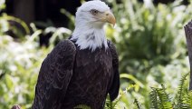 Amazing! Angry Eagles Attack Lions In The Air And Tragic End For Lions