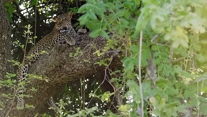 The cheetah saves you from the vicious monkeys