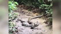 Venomous snakes against giant pythons