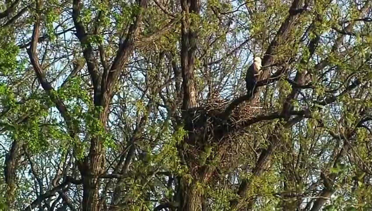 The eagle and the owl scramble for prey and the unexpected ending