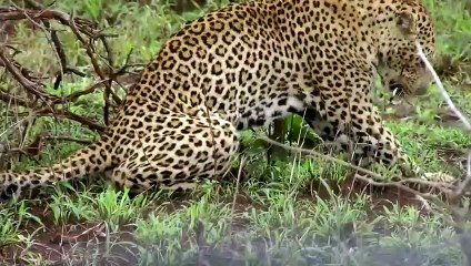 Hedgehog vs. Lion: The Surprising Strength of the Tiny Warrior 🦔🦁