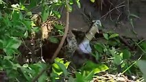 It's amazing.. this leopard came close to the crocodile lake but the unexpected happened!